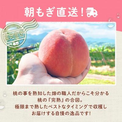 ふるさと納税 山梨市 2026年発送 桃 約2kg 5〜8玉 朝もぎ直送! 旬の完熟『桃』選び抜かれた桃
