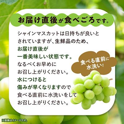 山梨市 【訳あり】 池田青果のシャインマスカット2房〜3房　1kg ふるさと納税